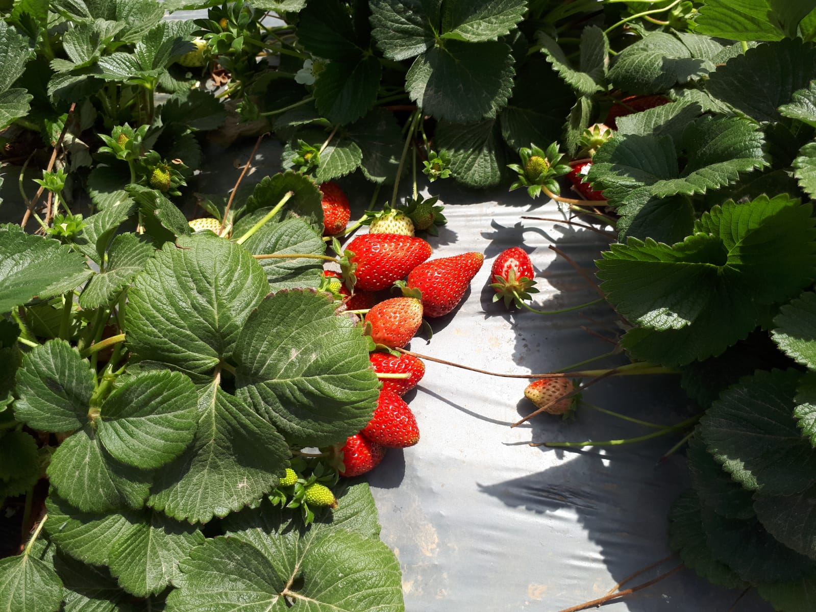 WhatsApp Image 2021-04-11 at 11.52.42 AM (1).jpeg